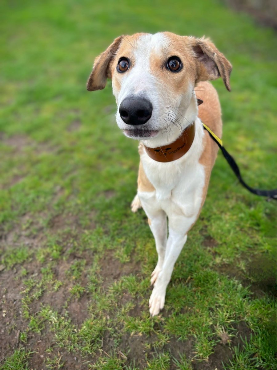 Chesney is the cutest sighthound! 🐶 He's a loving lurcher, ready to make your house his home 🏡, He'd like a comfy spot on your sofa too. 
Chesney is a gentle soul who loves fun zoomies, he has a lovely nature. #AdoptDontShop #LurcherLove #sighthound #adoptme #dogstrust