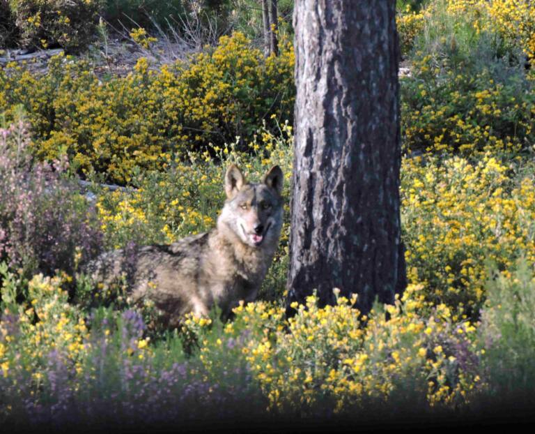 La Junta de Andalucía pide la desprotección del lobo, cuando hace una década que el lobo está extinguido en esa Comunidad. Es el colmo de la hipocresía ecológica. ecologistasenaccion.org/315265/