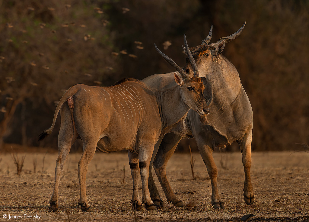 📷A courting pair of Livingstone’s eland at sunset. Mana Pools National Park, Zimbabwe. © Jannes Drotsky (Photographer of the Year 2024 entry) #wildlifephotos #wildphoto #wildlife_shots #wildlifephotography #photography #photographer #naturephotography