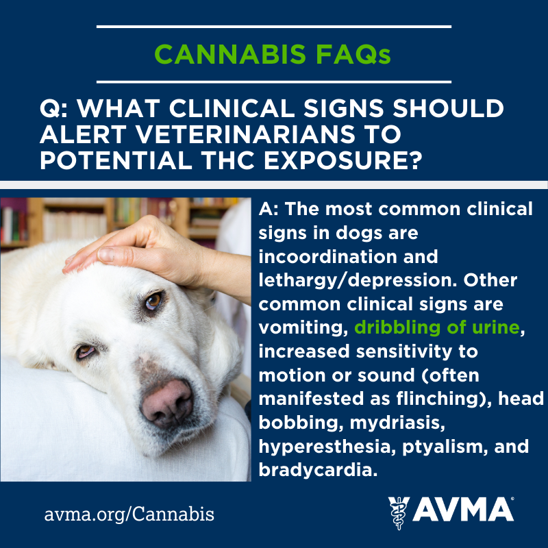AVMAvets's tweet photo. As cannabis-derived products have become more available, veterinarians have seen increased cases of THC exposure in pets. Here are the most common signs in dogs. If you suspect your pet may have ingested a cannabis product, contact your veterinarian. https://t.co/4QDpRhkj4S. https://t.co/RpBBjTvecp