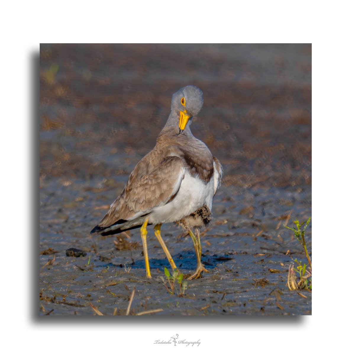 🐦ケリ（鳧、計里、水札、Vanellus cinereus）朝はまだ寒い。
#animalphotography #fotografie #photography #wildlife #wildlifephotography #naturephotography #nature #naturfotografie #birds_brilliance #ケリ
早朝の光景