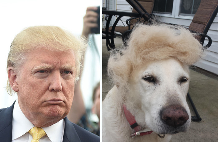 DOGETRUMPDT's tweet photo. Hold onto your memes, folks!
$TRUMPDOGE is on a rocket ride to the moon! 🚀

🌝 Time to unleash the Doge power! 🐕💥🐕👨‍💼

#DOGE #TRUMP #DOGETRUMP #ToTheMoon #DOGE #Gateio #LBANK #OKX #Binance #MEXC #DEXTOOLS https://t.co/ucSxnLW0oX