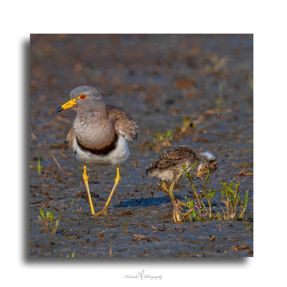 🐦ケリ（鳧、計里、水札、Vanellus cinereus）寒さに慣れた㋧。
#animalphotography #fotografie #photography #wildlife #wildlifephotography #naturephotography #nature #naturfotografie #birds_brilliance #ケリ
早朝の光景