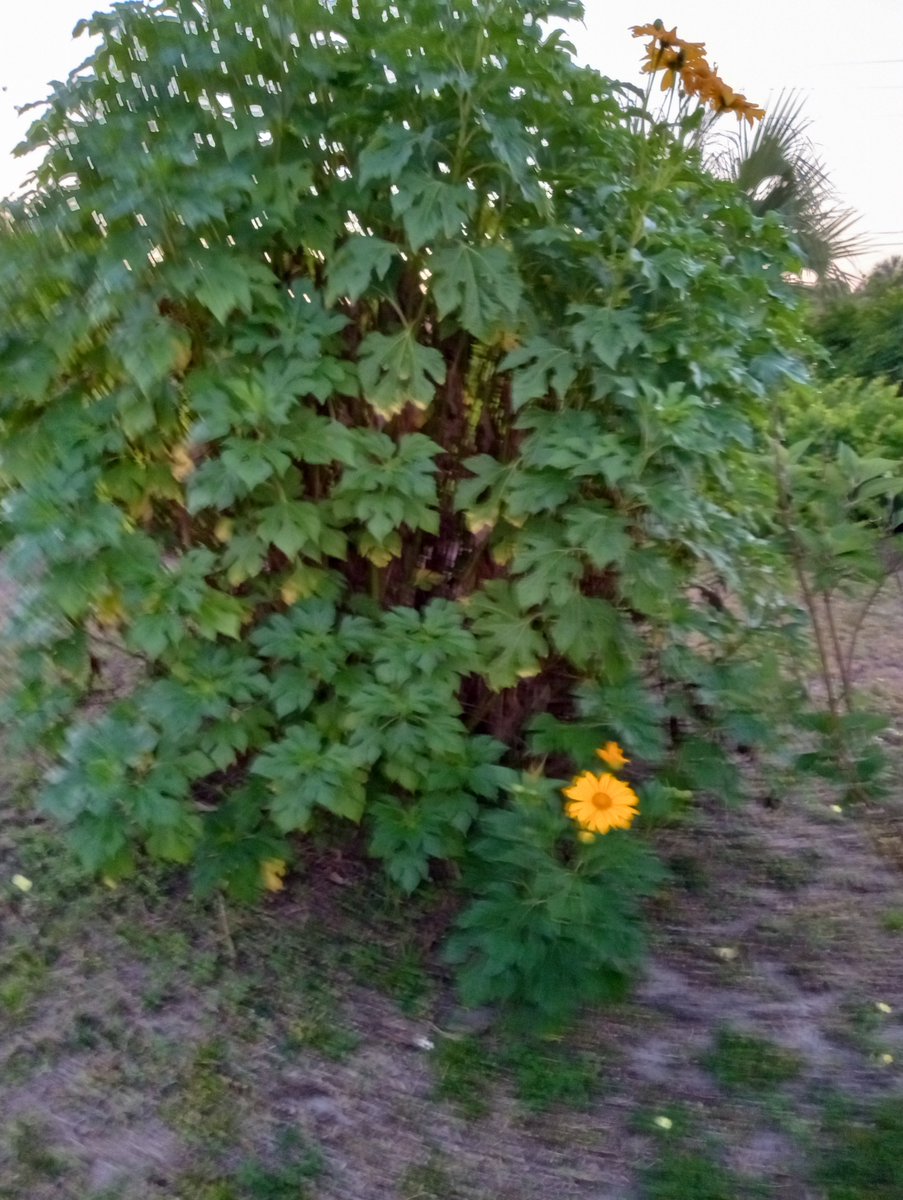 My sunflower bush is starting to flower