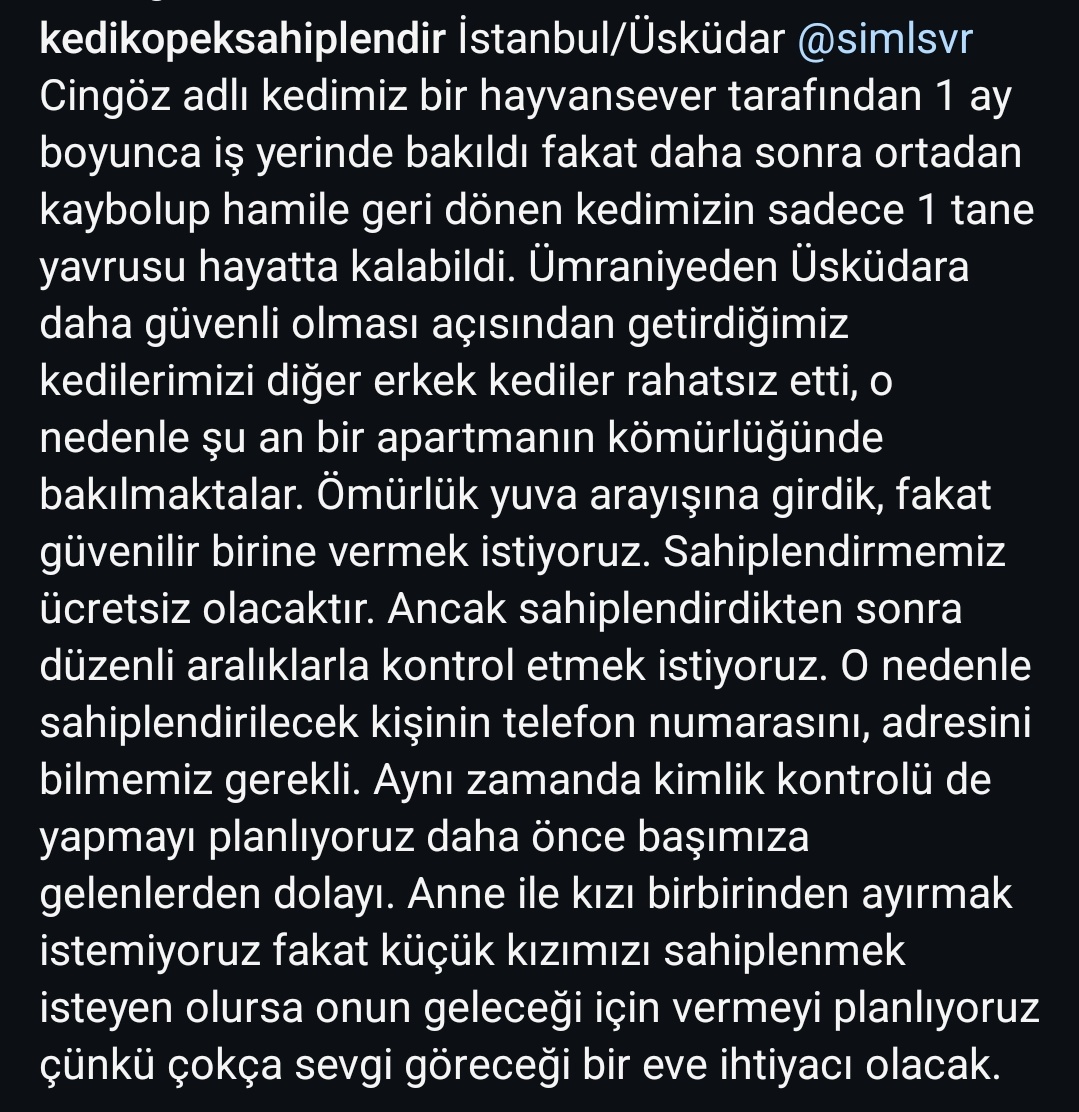 ‼️ YUVA İLANI ( İSTANBUL )‼️ Güzel anne hayatta kalan tek minik yavrusuyla kömürlükte bakılıyor, belki burdan ömürlük yuvasını ( ikisini sahiplenen olursa mükemmel olur) buluruz inşallah