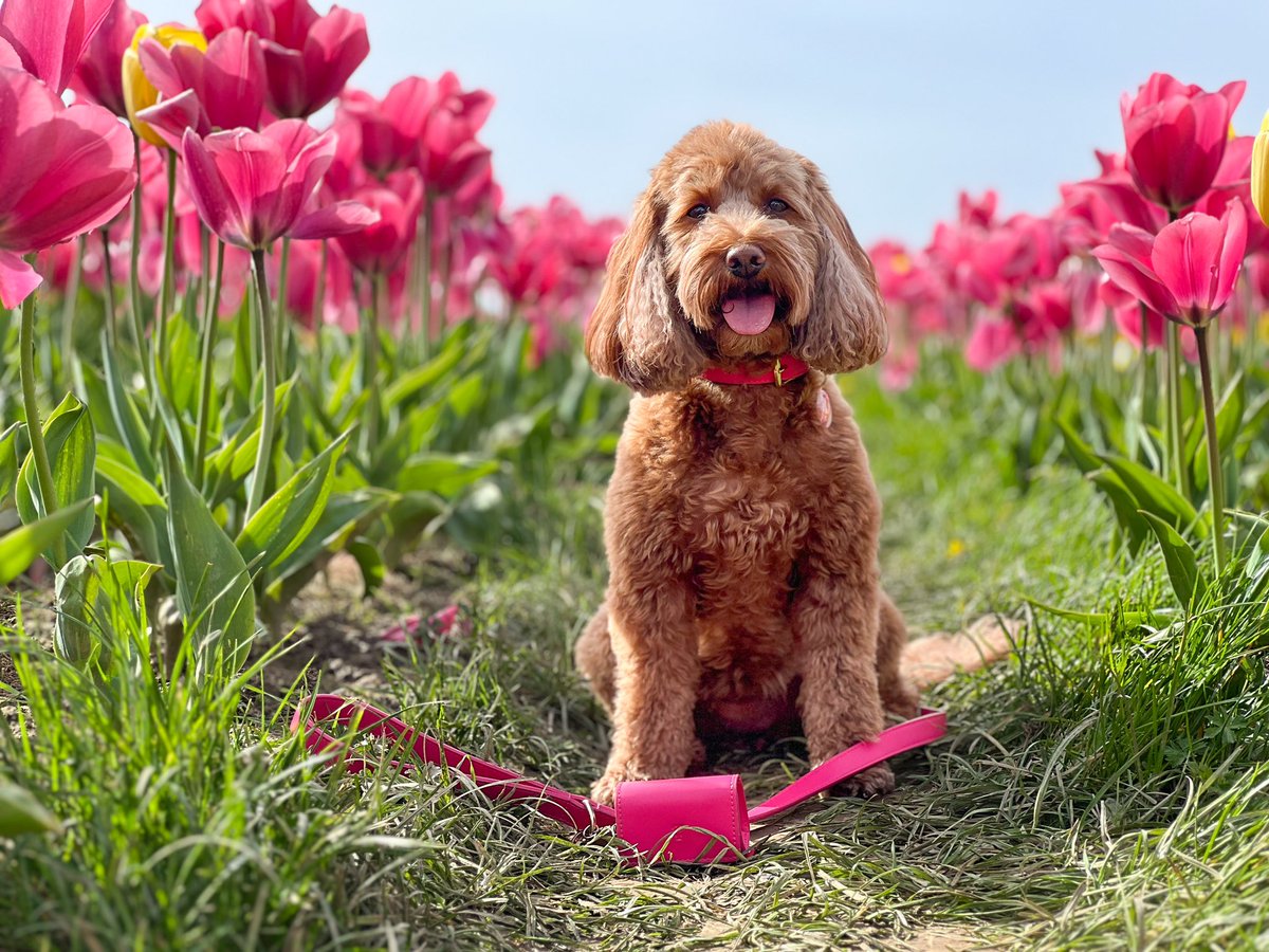 tailsandbloom's tweet photo. Raspberry Pink π·πΈπΆπΎ
#dogs #cutedogs #love #dogcollars #dogleads #April #dogsoftwitter #shopsmall
#smallbusinessowner #dogmum https://t.co/gSbpf3ILGz