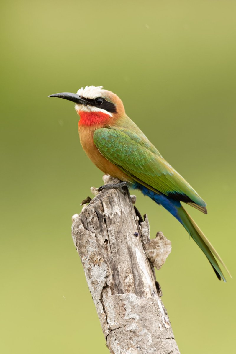 JWTHogg's tweet photo. White-fronted Bee-Eater. Bela Vista wetlands #mozambique

It’s a lot easier when a photogenic bird sits next to your car window 🤣 

#BirdsSeenIn2024 #birds #birding #NaturePhotograhpy #canonphotography https://t.co/SUzzd9cHtn