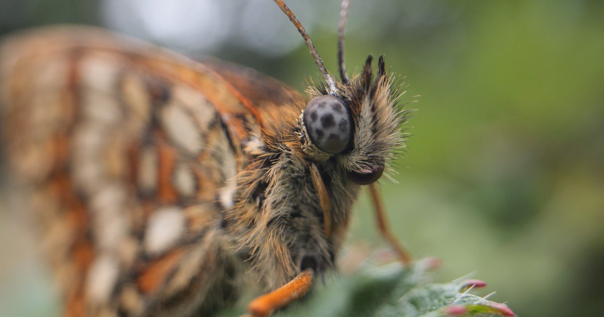 Heath Fritillary close up with my @laowa_lens Probe Lens I spent a day last June hunting for them and got some footage of them, Purple hairstreak and other insects and made film about it you can watch here: youtu.be/bf6mqHfmVlg @bc_cambs_essex @savebutterflies @EssexWildlife