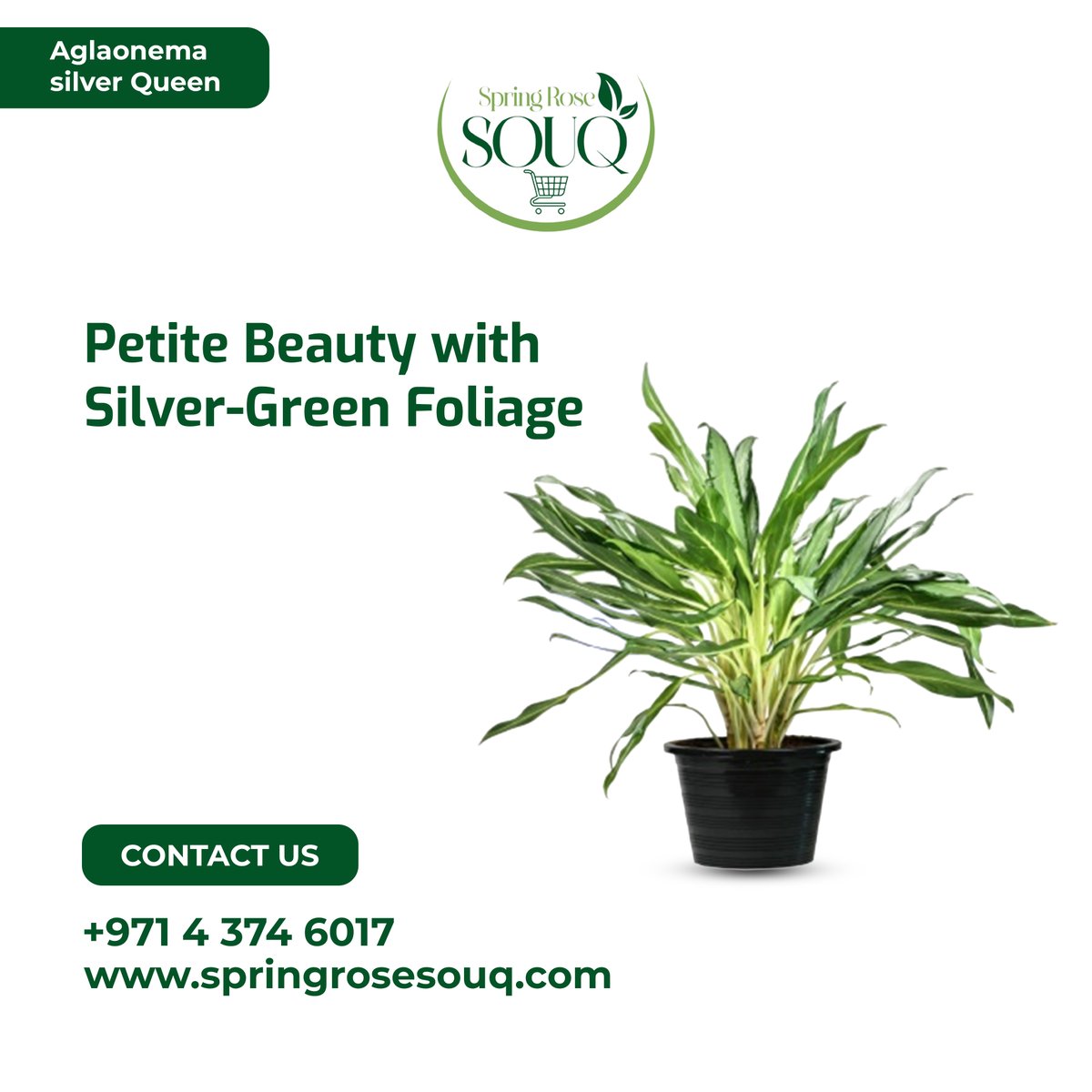 SpringRoseSouq's tweet image. Bring nature's elegance indoors with Aglaonema Silver Queen on Sale now! 🏷️✨

Call or Whats App: wa.me/+97143746017 📞
 
Order Now: springrosesouq.com 🔗

#SpringBlooms
#GardenGoals
#SpringPlants
#DubaiFlorist
#Dubai 
#UAE
