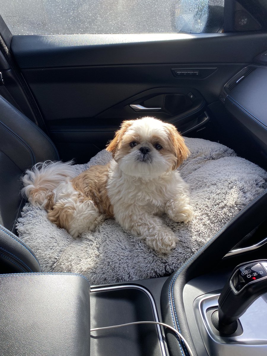 It’s hard work watching my mum clean the car. I’m exhausted! #shihtzu