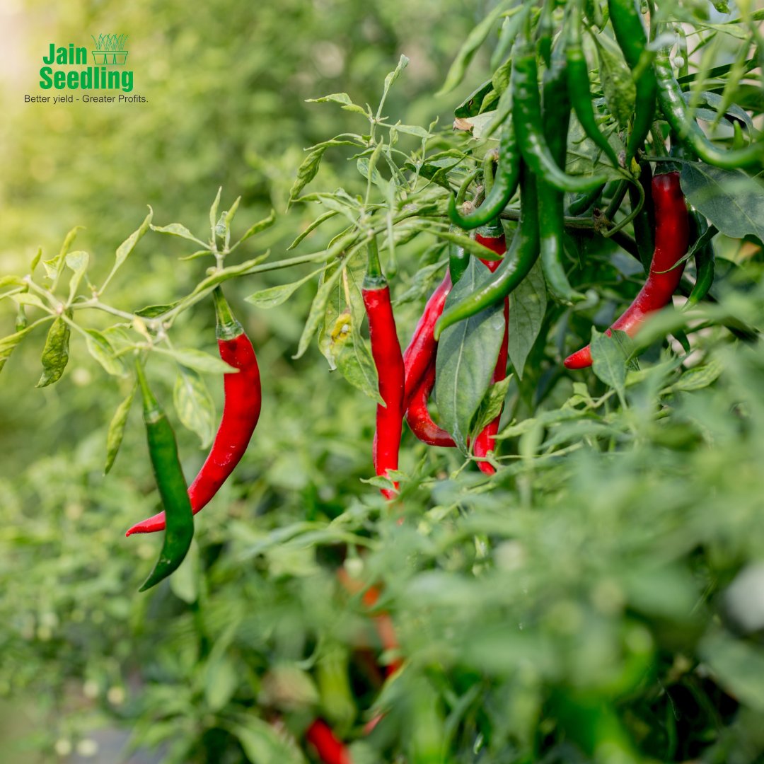 JainTissueCrops's tweet photo. DID YOU KNOW ⁉️
🌶Jain Chili Seedlings is your gateway to premium-quality, disease-free plants. Sourced from reputable companies and nurtured in controlled environments, our seedlings guarantee optimal growth and minimal environmental impact.🌱💚
#jainhitech #chili #Plants https://t.co/0I82swjTZt