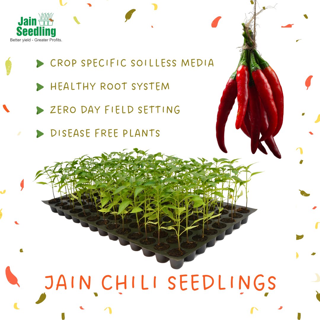 JainTissueCrops's tweet photo. DID YOU KNOW ⁉️
🌶Jain Chili Seedlings is your gateway to premium-quality, disease-free plants. Sourced from reputable companies and nurtured in controlled environments, our seedlings guarantee optimal growth and minimal environmental impact.🌱💚
#jainhitech #chili #Plants https://t.co/0I82swjTZt