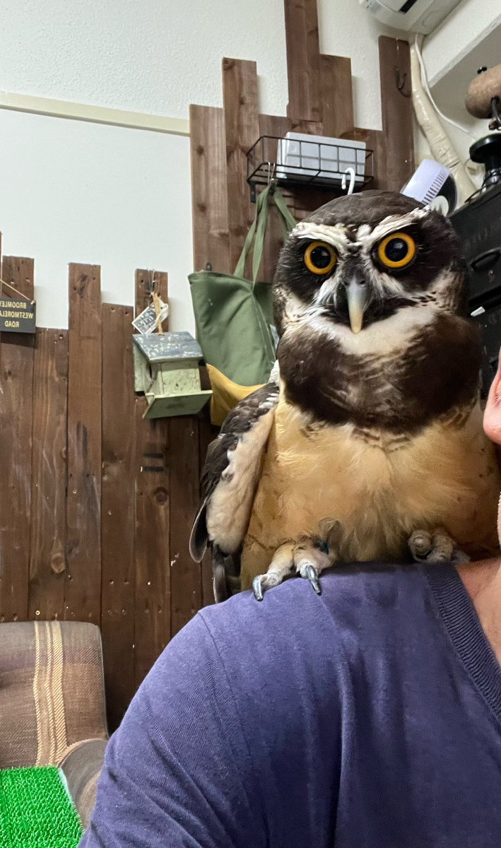 メガネは少し体重軽いのと爪が太くて伸びるのも遅いから痛くはない。