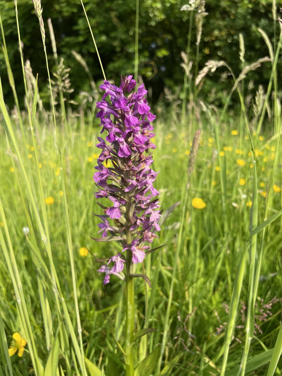 Fantastic to meet Councillor @_RuthieB_ this morning to chat about how @lpoolcouncil grass cutting policy could work better for biodiversity, people and existing budgets. Fingers crossed for a brighter future for Liverpool’s green spaces and their wildlife 🌱❤️