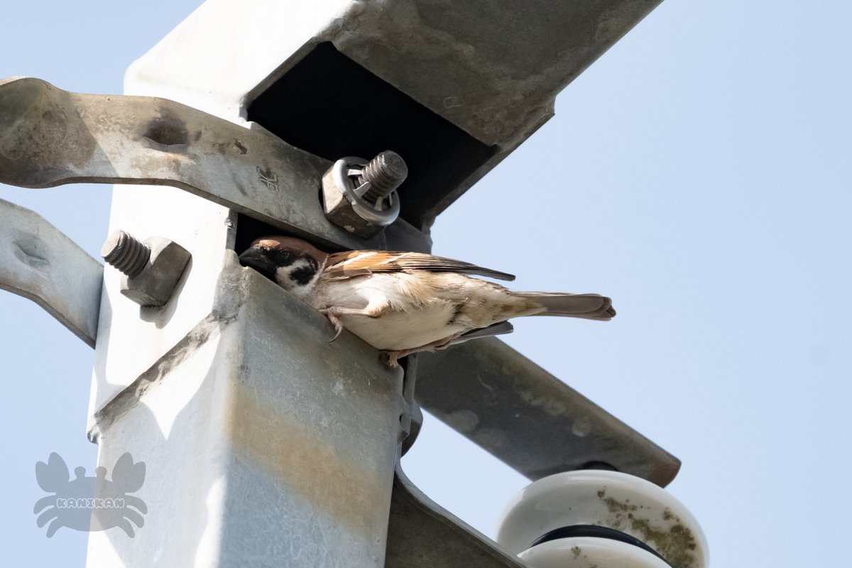 頭隠して尻隠さず

 #すずめ  #野鳥