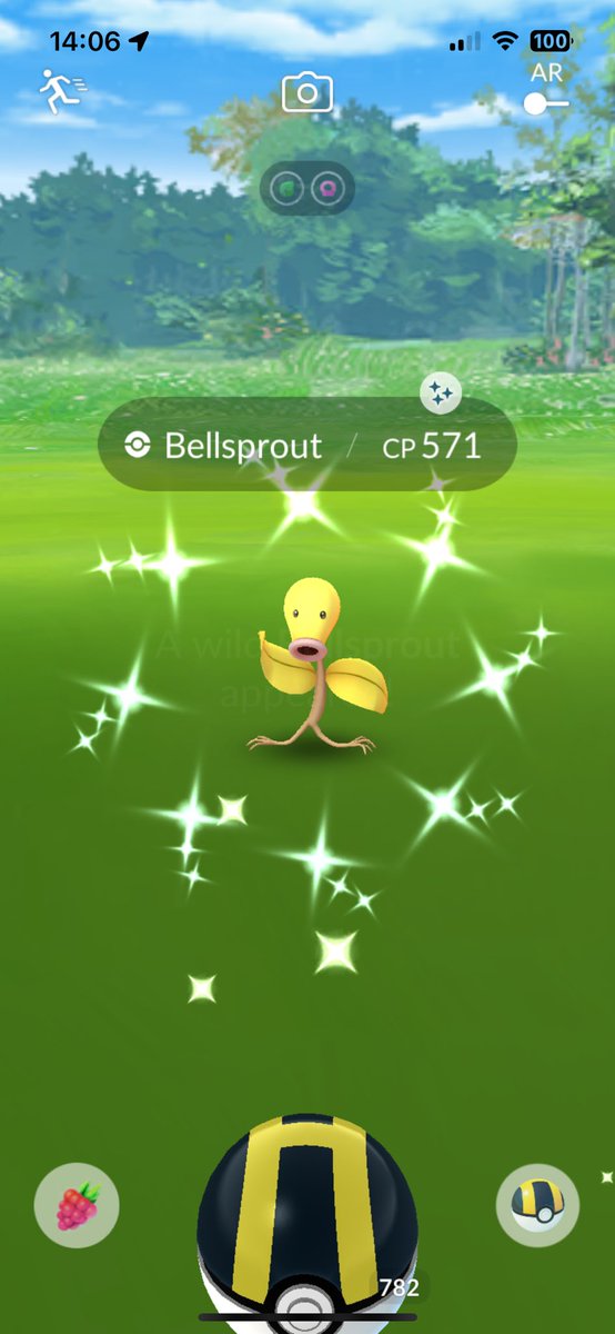 I Caught a Shiny Bellsprout🌼‼️ ✨✨✨ Pokémon GO Community Day April ‼️ ✨✨✨ #ShinyPokemon #ShinyCheck #PokemonGO #ポケモンGO #色違い #色違いポケモン #Bellsprout #PokemonGOCommunityDay #マダツボミ