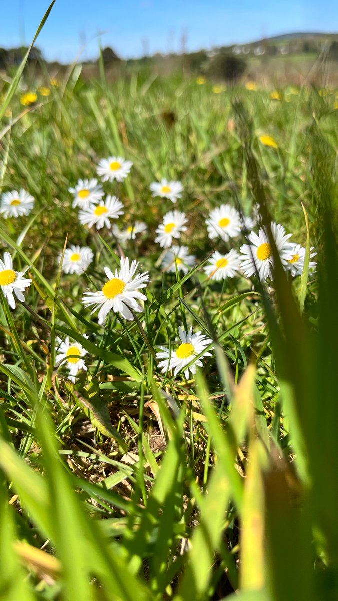 Daisies, don’t you just love them, I do. The Bee Sanctuary of Ireland. #flowers #bees #wild #nature #organic #sanctuary