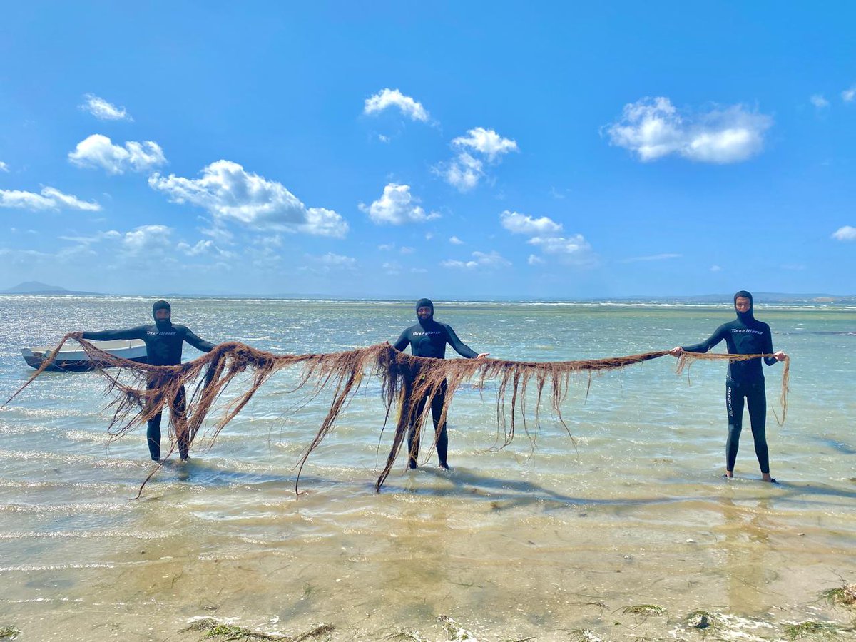 GroupSelt's tweet photo. Our team cultivated a giant 10m, 15kg Gracilaria verrucosa – a first in mariculture!  This achievement reflects SELT Marine Group's commitment to innovation &amp; sustainable Mediterranean seaweed production.  #Seaweed #Restoration #Biodiversity #MediterraneanSea https://t.co/nYZGgo0hiX