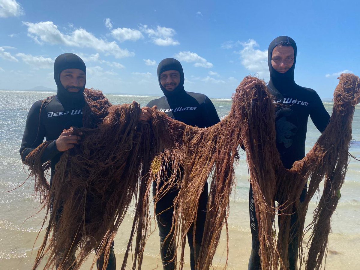 Our team cultivated a giant 10m, 15kg Gracilaria verrucosa – a first in mariculture!  This achievement reflects SELT Marine Group's commitment to innovation &amp; sustainable Mediterranean seaweed production.  #Seaweed #Restoration #Biodiversity #MediterraneanSea