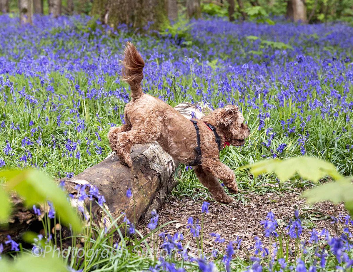 simondackpix's tweet photo. Bluebell Walk in Brighton @Alamy_Editorial #bluebells #Spring #Brighton #ukweather #bluebellwalk #dogs https://t.co/V6Ky5JLKjR
