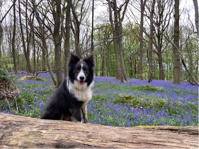 Morning. #writingcommunity #amwriting #booktwitter #bookx
#bordercollie #colliesoftwitter #lovecollies #authordogs #xdogs #xcollies #readingcommunity