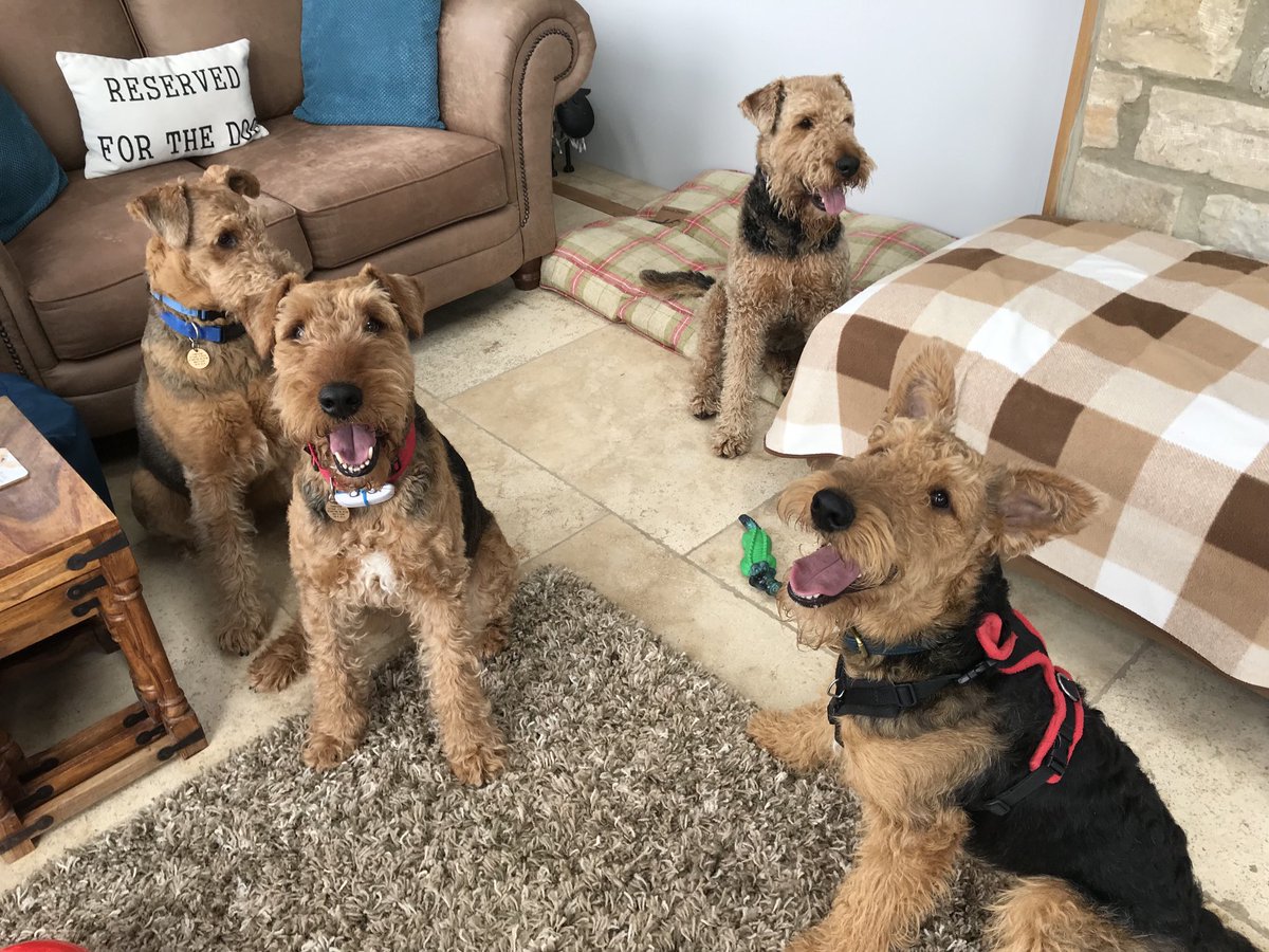 Have you ever tried to get 4 Airedales to look at the camera together 🤷‍♂️😂😂