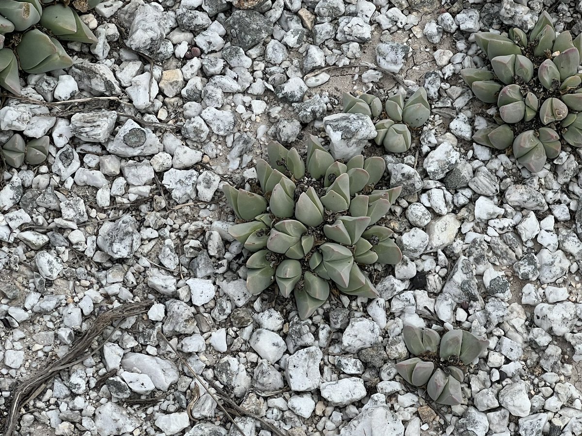 Even more interesting and endangered an ecosystem is the Renosterveld which @Renosterveld & @OdetteCurtis is protecting by acquiring some of the last patches with support from @worldlandtrust @IUCNNL & @WWFSouthAfrica. I greatly recommend supporting their excellent efforts.