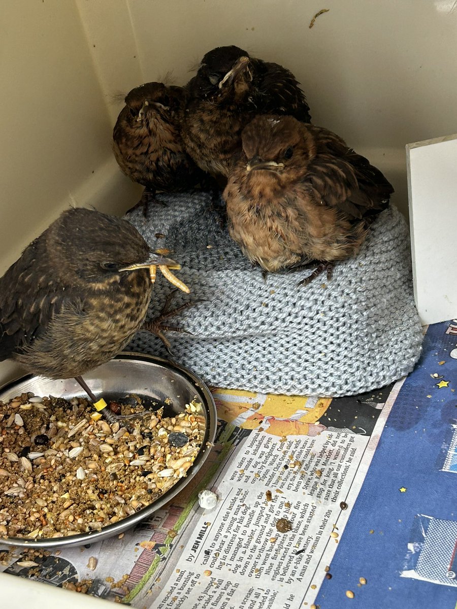 Baby Blackbirds are endearing but they do look like something is bothering them with those downward 'smiles'. It's amazing that so young their instinct is to feed their siblings. The 1 in the food bowl is collecting mealworms to feed the others although he wasn't quite sure why😂