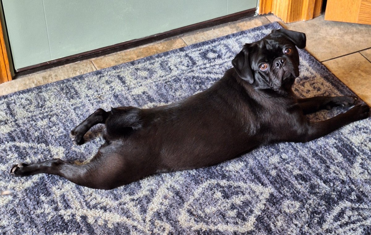 #SexyPoseSaturday I feel like A BEAUTIFUL BLACK PANTHER all sprawled out like this. Momma said I'M ALMOST AS BIG AS ONE too😆🖤! #HappySaturday everyone. Love, Zinny #puglife #dogsoftwitter #dogsofx #pugsoftwitter #beautifulboy #ImSexyAndIKnowIt #SaturdayVibes #weekendmood