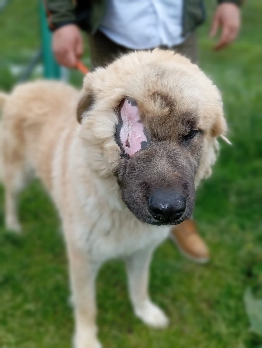 RISOLTO NN TORNERÀ IN CALABRIA 
PRESO DA ENPA ODV DI VOGHERA
GRAZIE A ENPA SEMPRE PRONTA A
TENDERE UNA MANO. 
❤️❤️❤️❤️❤️❤️🎉🐾🥳🍀🌺