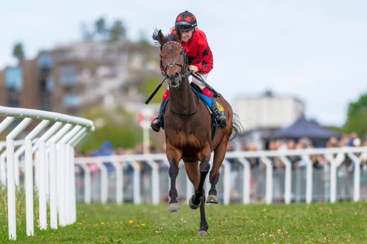 In recent years, Conflated has participated in several important races.

In Dec 2022, he won the Grade One Savills Chase at Leopardstown Racecourse.

Follow the story of Conflated, and learn about his many successes.
paddock-punter.co.uk/conflated

#HorseRacing #Conflated #paddockpunter