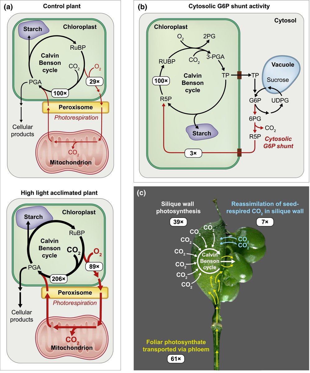 #TansleyInsight Isotopically nonstationary metabolic flux analysis in plants Koley et al. @Koley_Som @LingwanManeesh @DanforthCenter 📖 ow.ly/sfG150RhROV