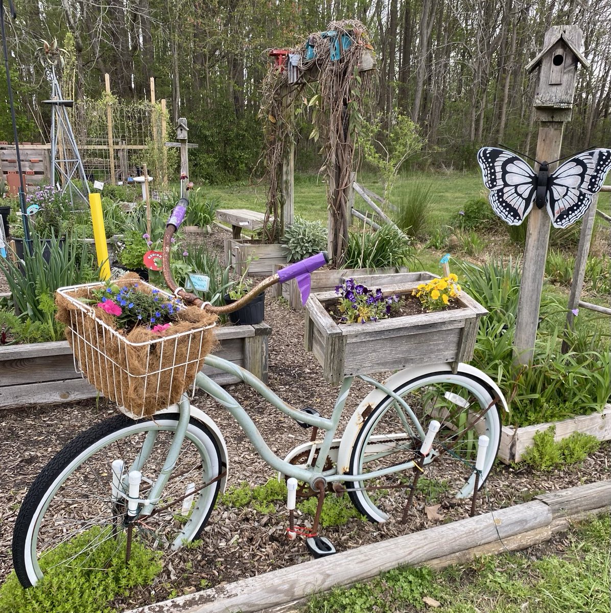 Clever recycling for an attractive planter in our children’s garden, at the #VABeach Farmers Market. Hope you can see all we have done there to interest children in gardening! #GardeningX #Flowers #MasterGardener