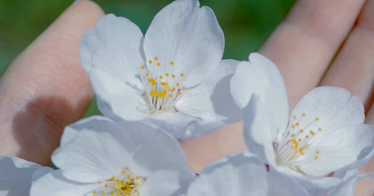 cherry blossoms.