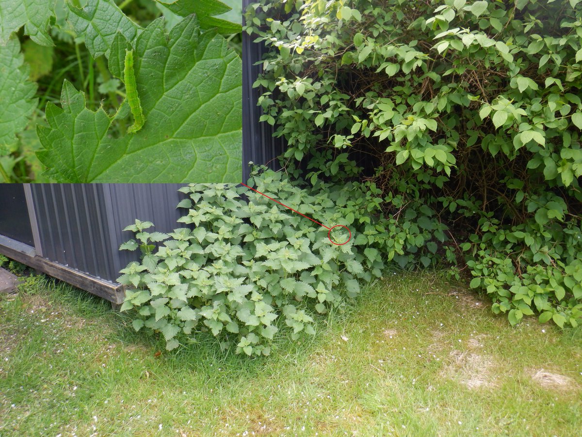 This is a hedgehog's Pret-a-Manger. And a sight of joy to me - this little clump of nettles I transported here last year, growing well with the young leaves full of holes - evidence that the butterfly and moth eggs have hatched into caterpillars (the hedgehog's favourite meal).