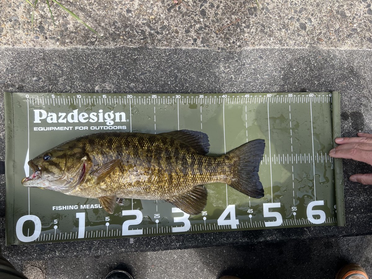 basser0765's tweet photo. 2週間前のリベンジへ！！
3時間くらいしかできなかったけど
奇跡的にデカいスモール君が釣れてくれた！
ドライブSSギルありがとう！✨✨
リベンジできたのは嬉しい！
あとリアルコントロール感度良すぎてビビった笑 https://t.co/AlZB0VY8Re