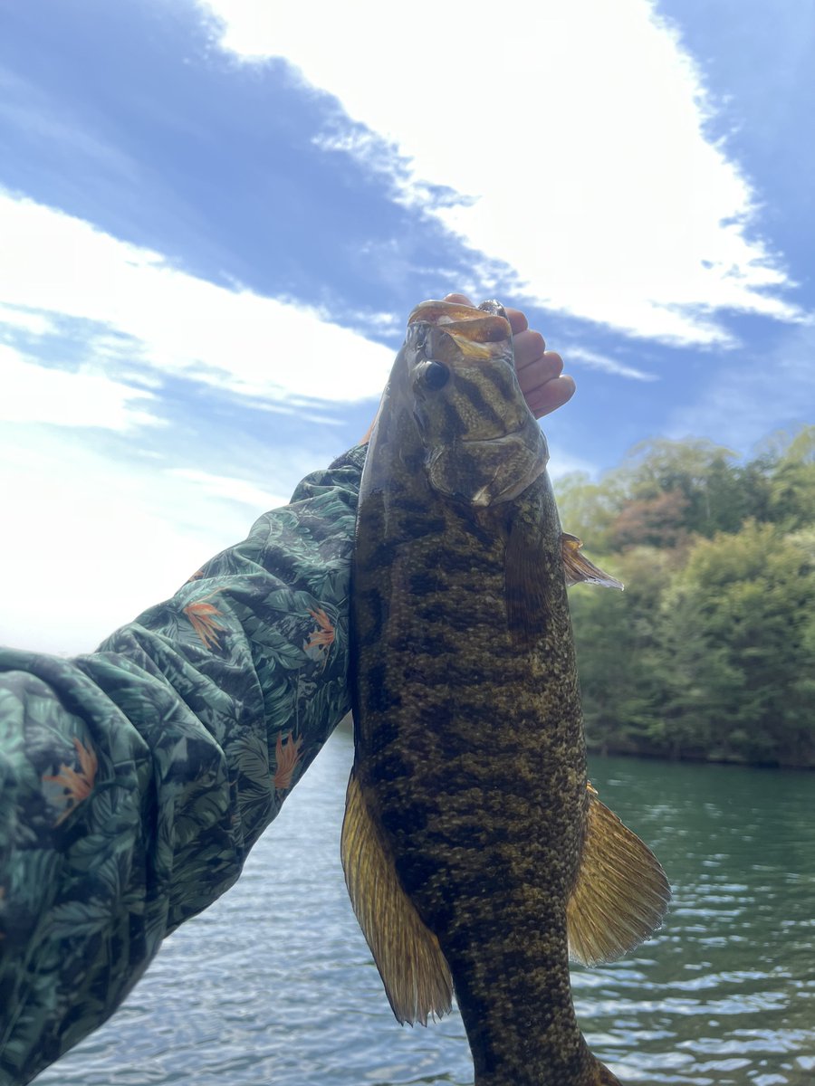 basser0765's tweet photo. 2週間前のリベンジへ！！
3時間くらいしかできなかったけど
奇跡的にデカいスモール君が釣れてくれた！
ドライブSSギルありがとう！✨✨
リベンジできたのは嬉しい！
あとリアルコントロール感度良すぎてビビった笑 https://t.co/AlZB0VY8Re