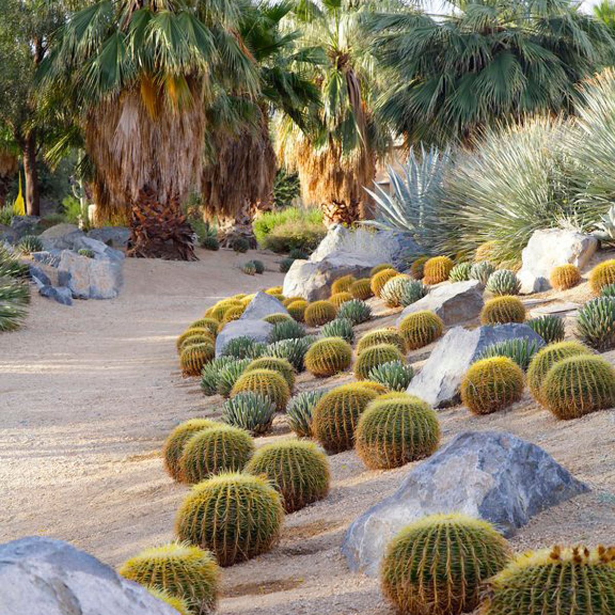 What a breathtaking desert garden scene! 🌵🏜️ Could this be a part of a botanical garden or a showcase by a landscaping company? Let your imagination wander...

#DesertGarden #BotanicalGarden #LandscapingCompany #NatureLovers #OutdoorDesign