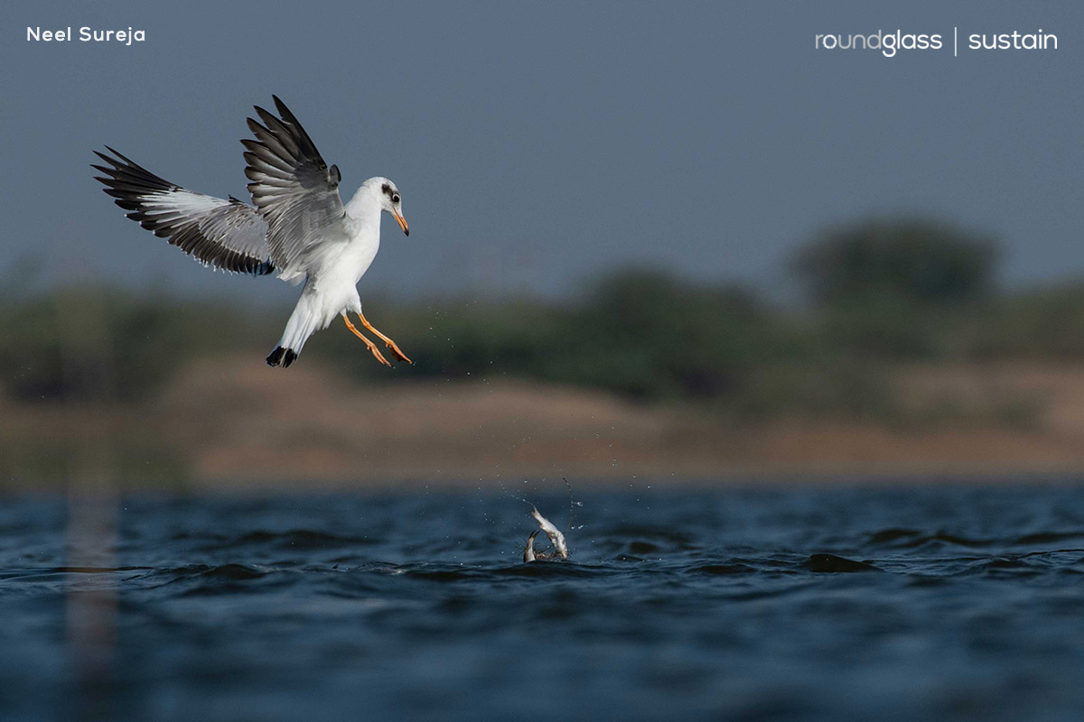 Gulls employ various strategies to secure a meal. From intelligent fishing to scavenging and outright theft, their schemes succeed at times and fail comically at other points. ⁠ Read more: l8r.it/H5id ⁠ Text: Anirudh Nair @anirudhcn Photos: Neel Sureja⁠