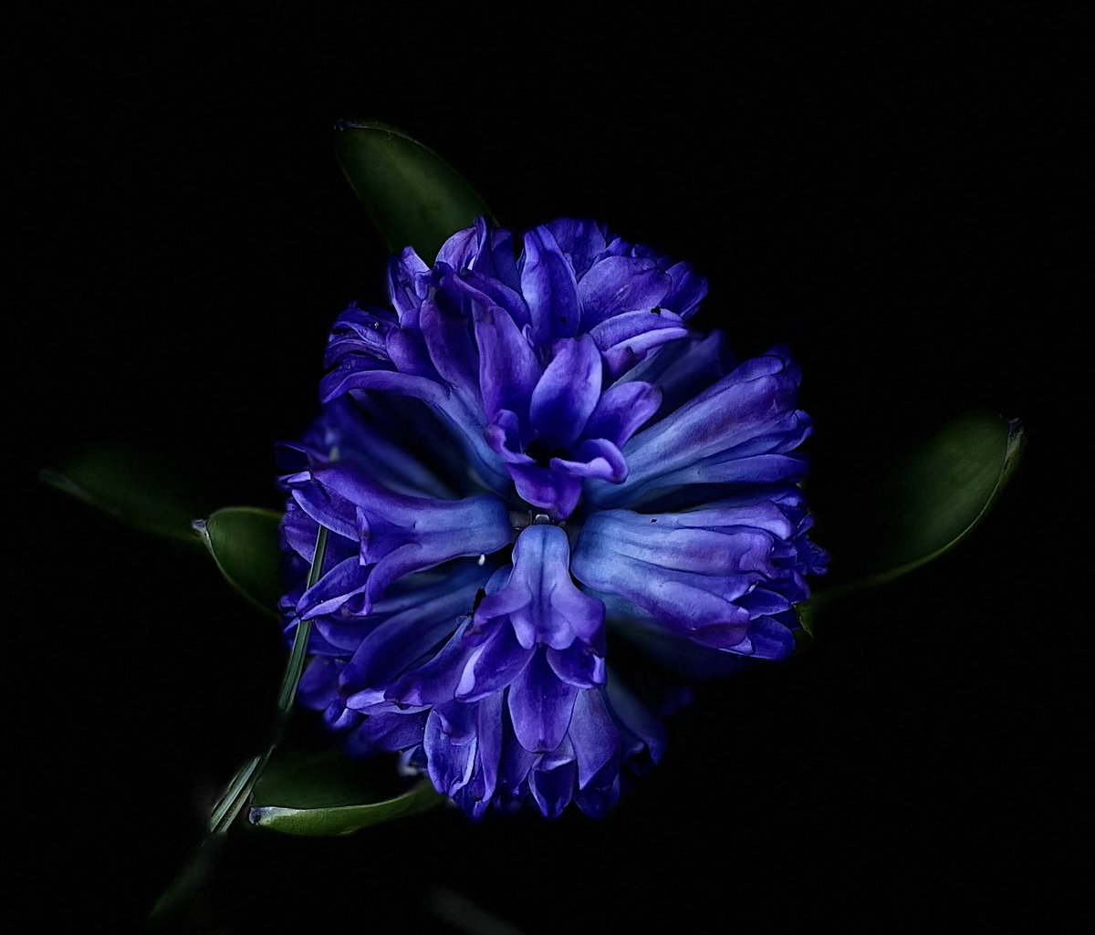 Good morning and Happy Saturday! 🌞🪻 #hyacinth #spring #SaturdayMorning #flowerphotography