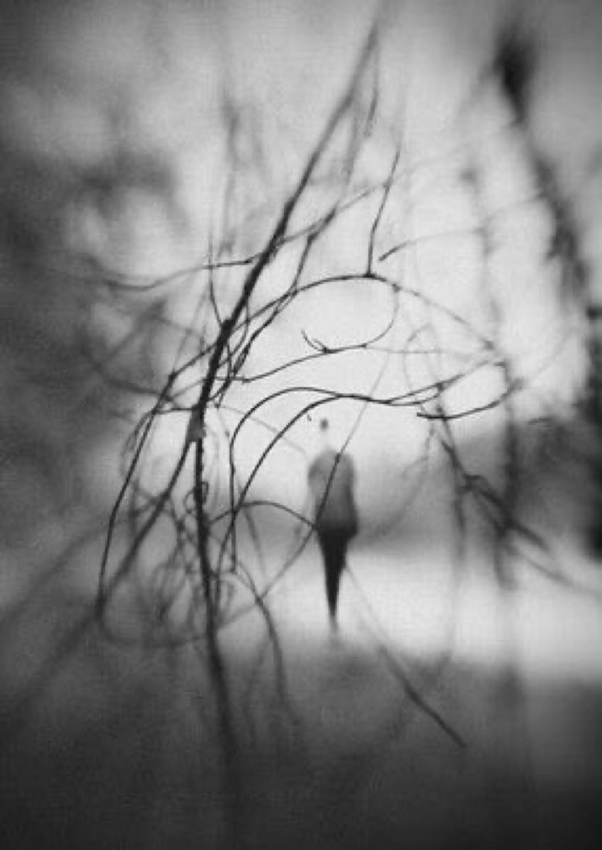 #inkMine autumn wind birch leaves follow me on an unknown path~ 📷 Hengki Lee