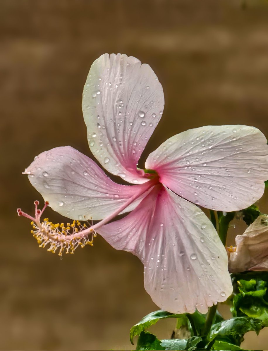 And it rained...

#Pune_rains
#theme_pic_India_flowers