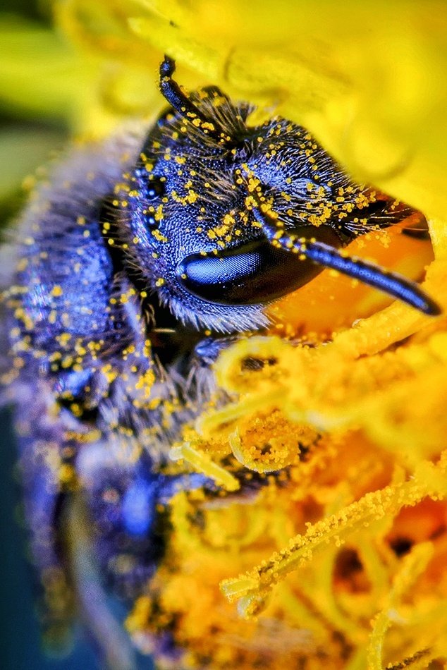 'The Pollen Bath'🐝 Maybe I should do a book about it 😄📸 #nikon #nikoncreators #nature #NaturePhotography #bee #Flowers #animals #garden #GardenersWorld #natgeo @NikonEurope @NikonUSA