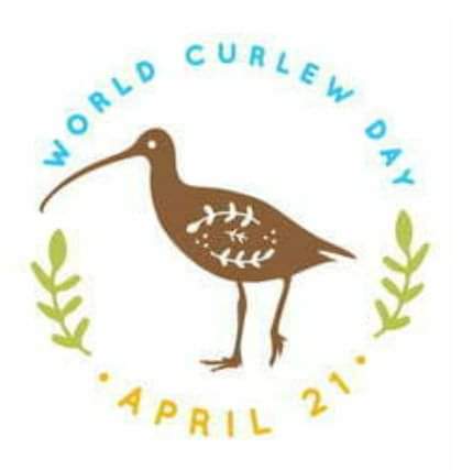 1/3 Tomorrow, we will celebrate the #worldcurlewday. Curlews are one of our most charismatic and beloved coastal birds, and yet they are in a serious danger of becoming extinct.