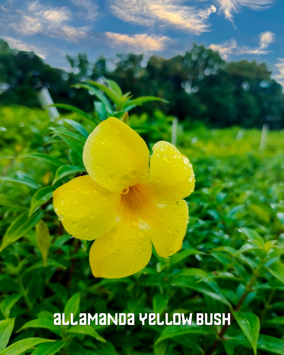 Allamanda Yellow Bush💛

santhionlineplants.com/product-catego…

#gardening #Summer #flowers #plants #nature #gardenlife #flower #gardendesign #growyourown #gardener #plantsofinstagram #naturephotography #gardeninspiration #growyourownfood #gardens #photography #green #plant #organic #mygarden