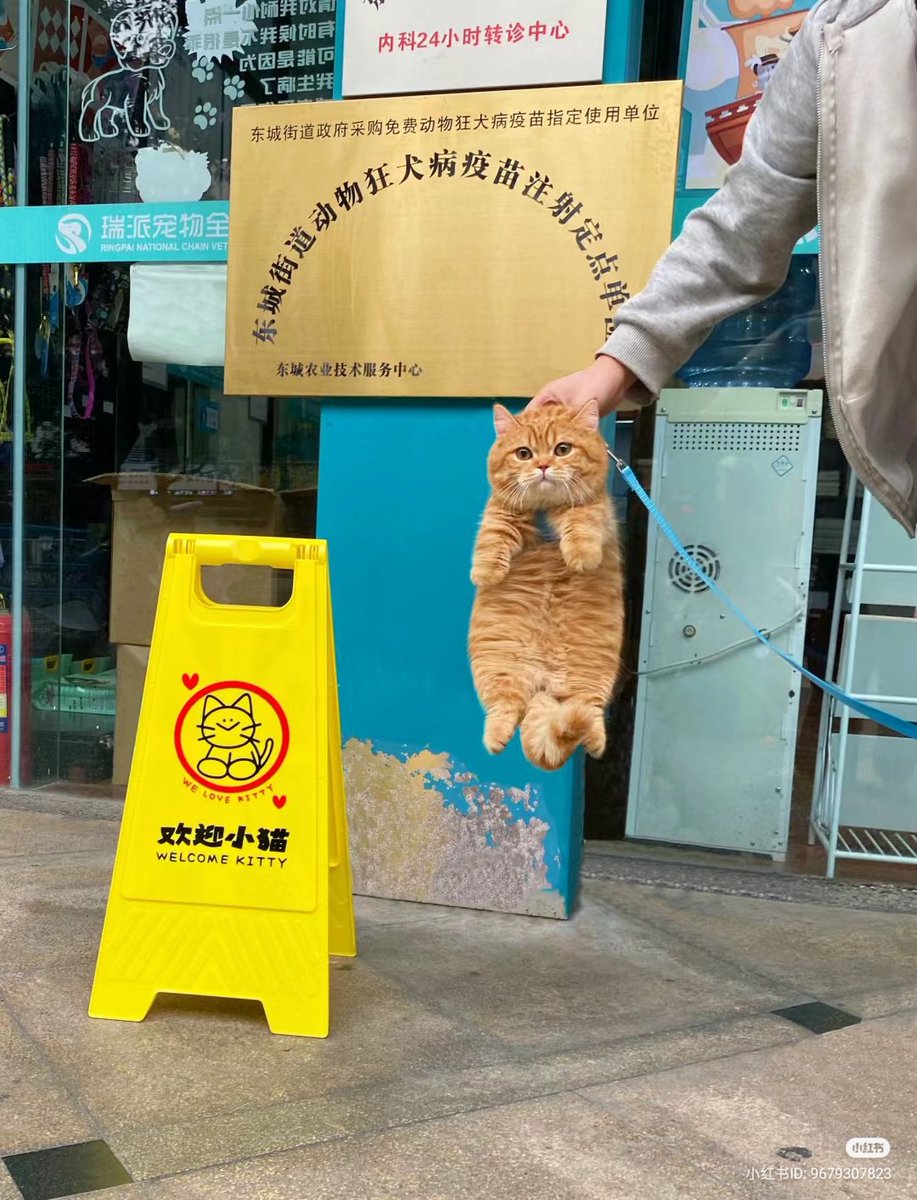 A hand of orange cat