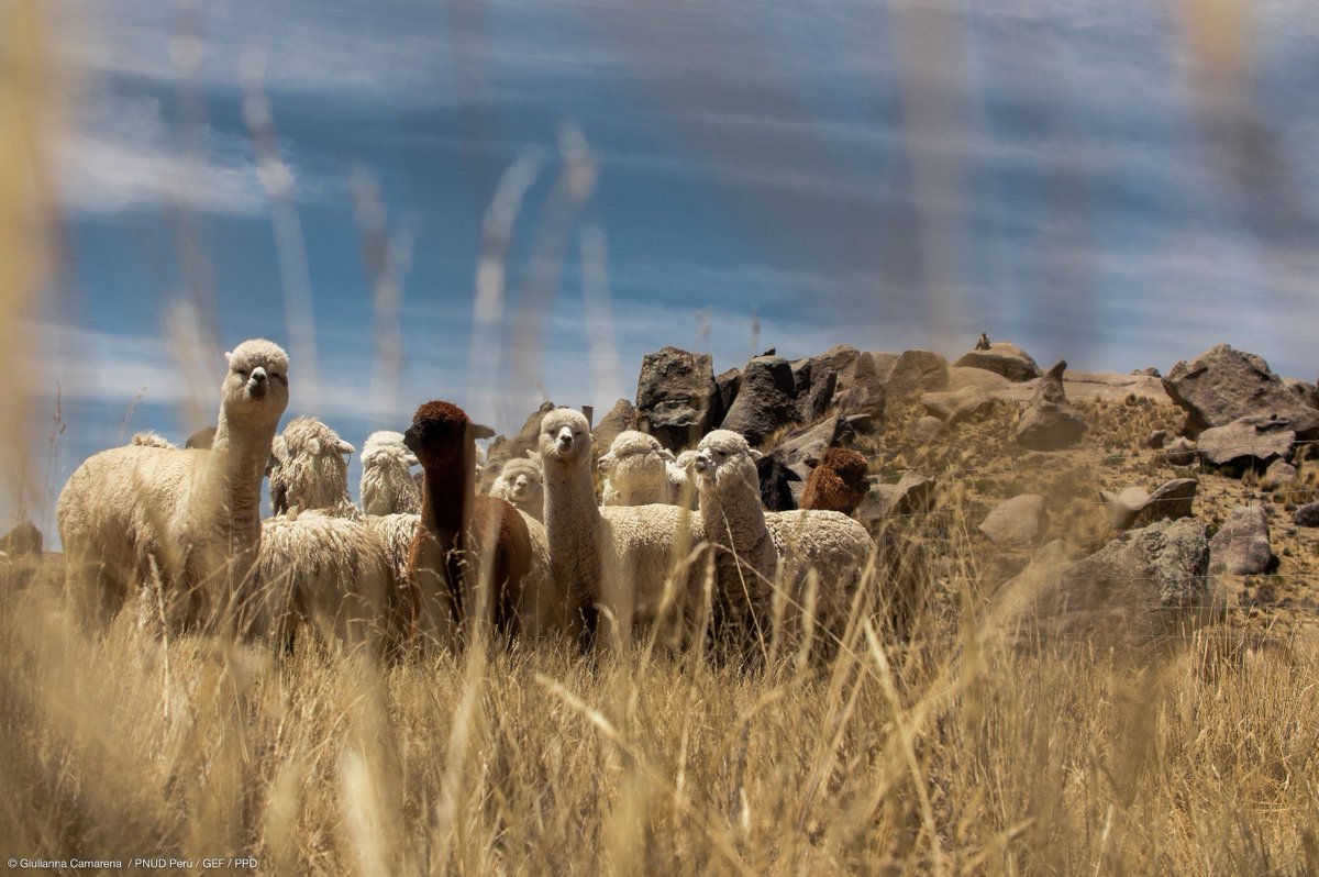 Desde los Andes ⛰️ hasta los desiertos de África y Asia🏜️, los camélidos son parte de la identidad cultural de los #PueblosIndígenas y las comunidades locales.

Este #AñoDeLosCamélidos honremos a estos majestuosos animales y preservemos su legado cultural: go.undp.org/JtjW