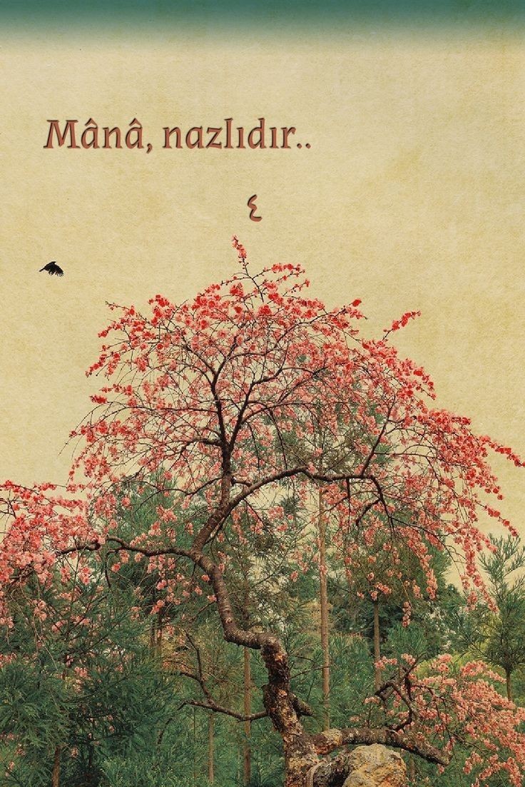 mânâ, nazlıdır.