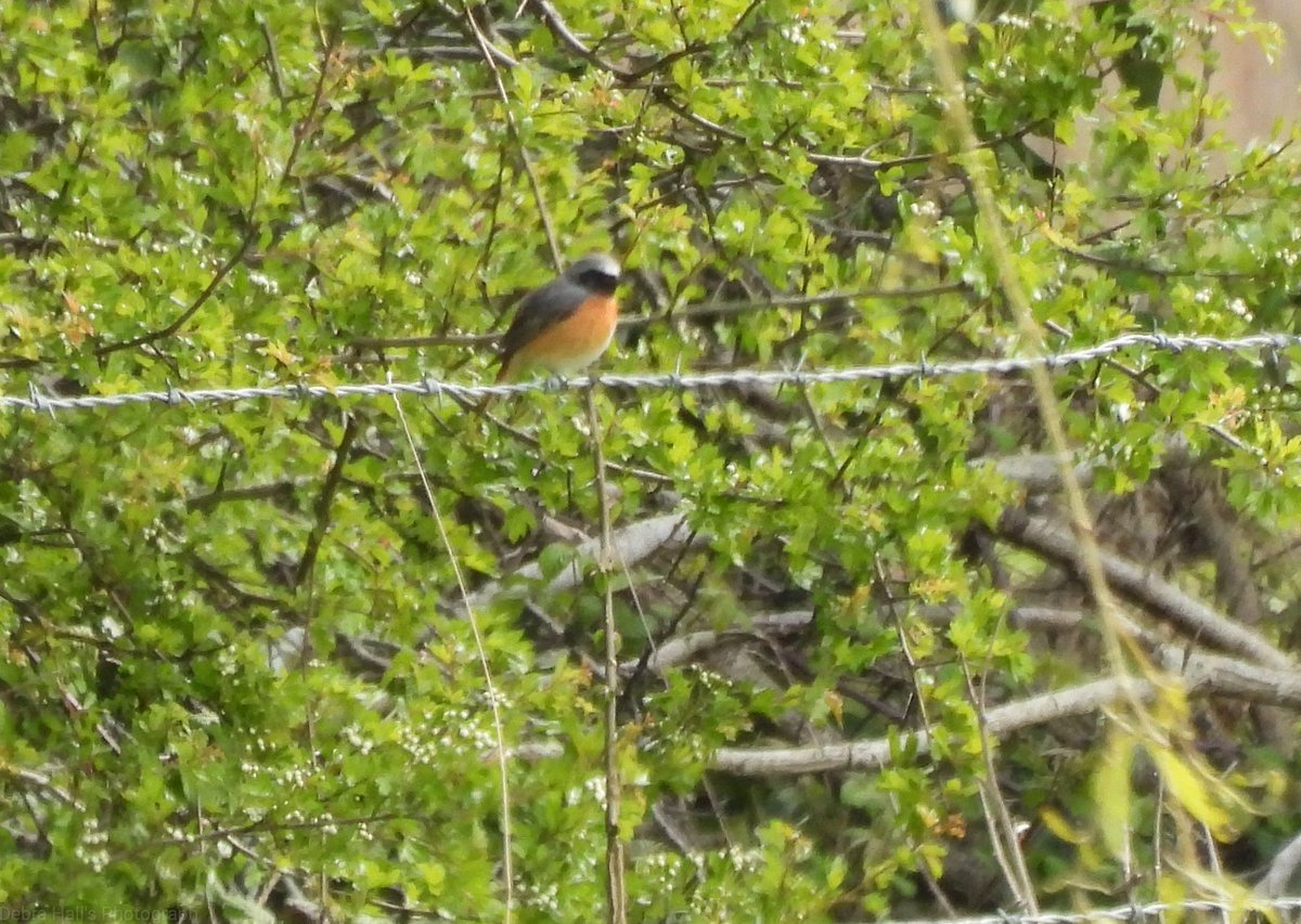 alwaysinascarf's tweet photo. The Miller's Meadow celebs. Ring Ouzel and common redstart. #Northantsbirds https://t.co/Ixs7z4XLHb