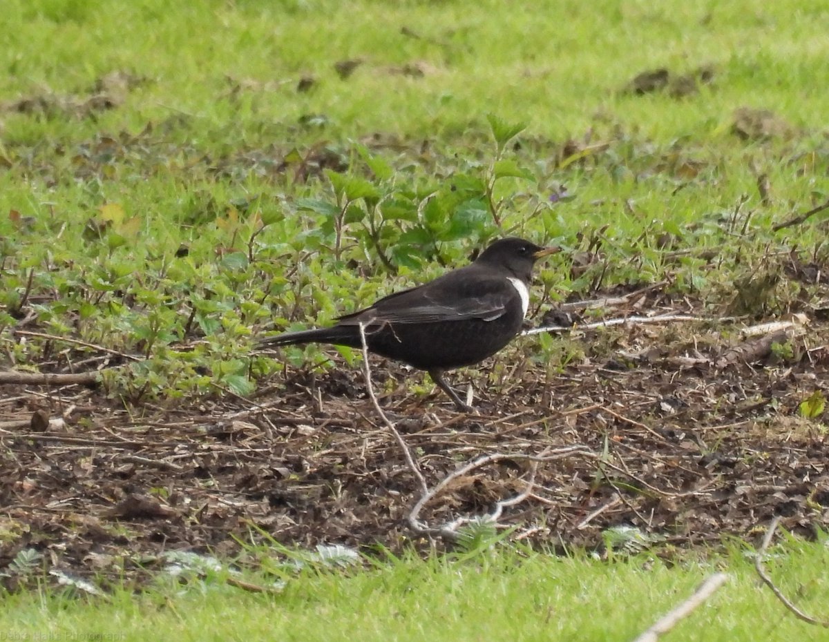 alwaysinascarf's tweet photo. The Miller's Meadow celebs. Ring Ouzel and common redstart. #Northantsbirds https://t.co/Ixs7z4XLHb